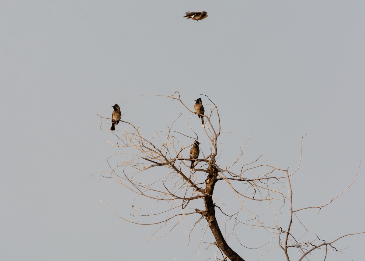 Red-vented Bulbul - ML150677011