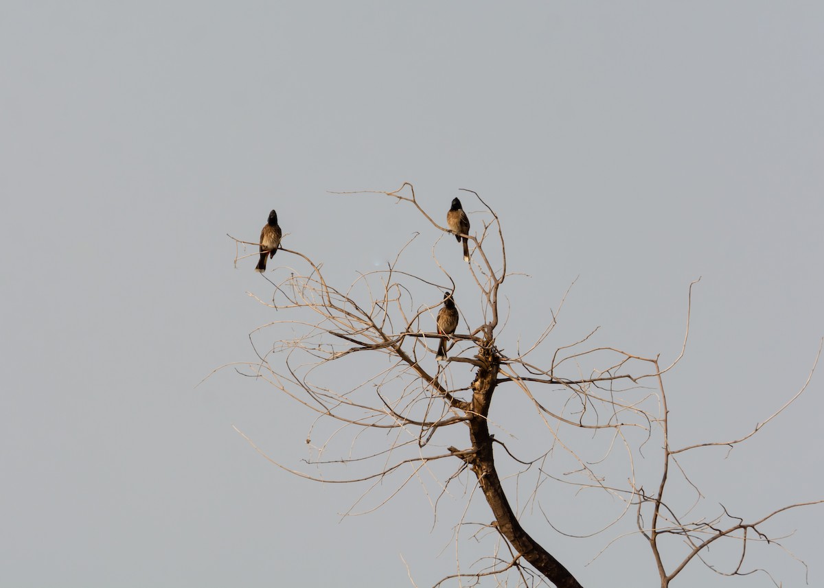 Red-vented Bulbul - ML150677061