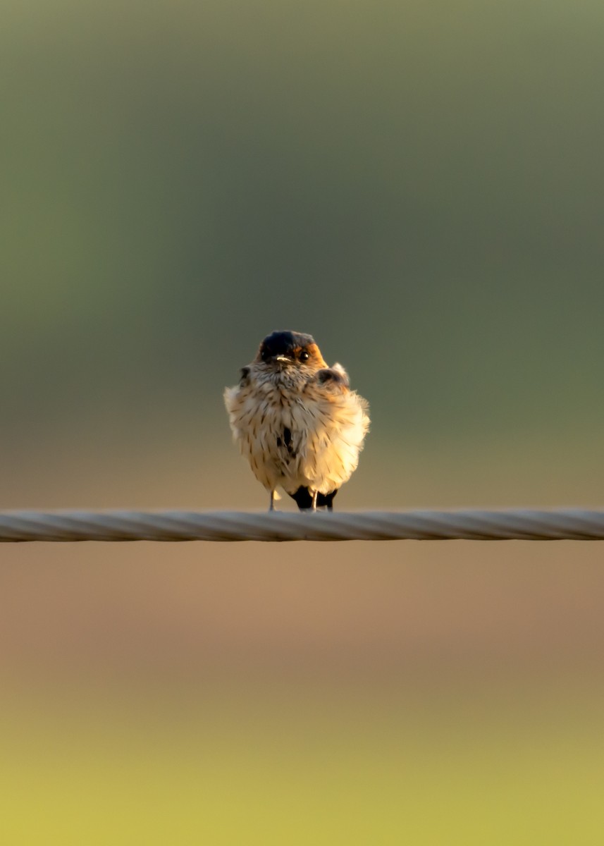 Golondrina Dáurica - ML150678071