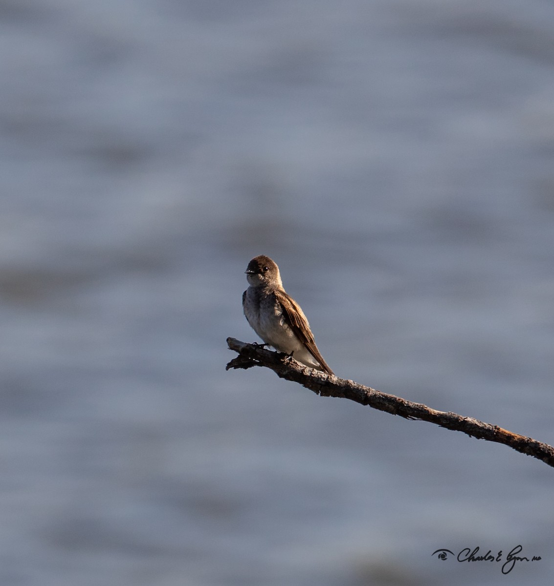 Northern Rough-winged Swallow - ML150678171