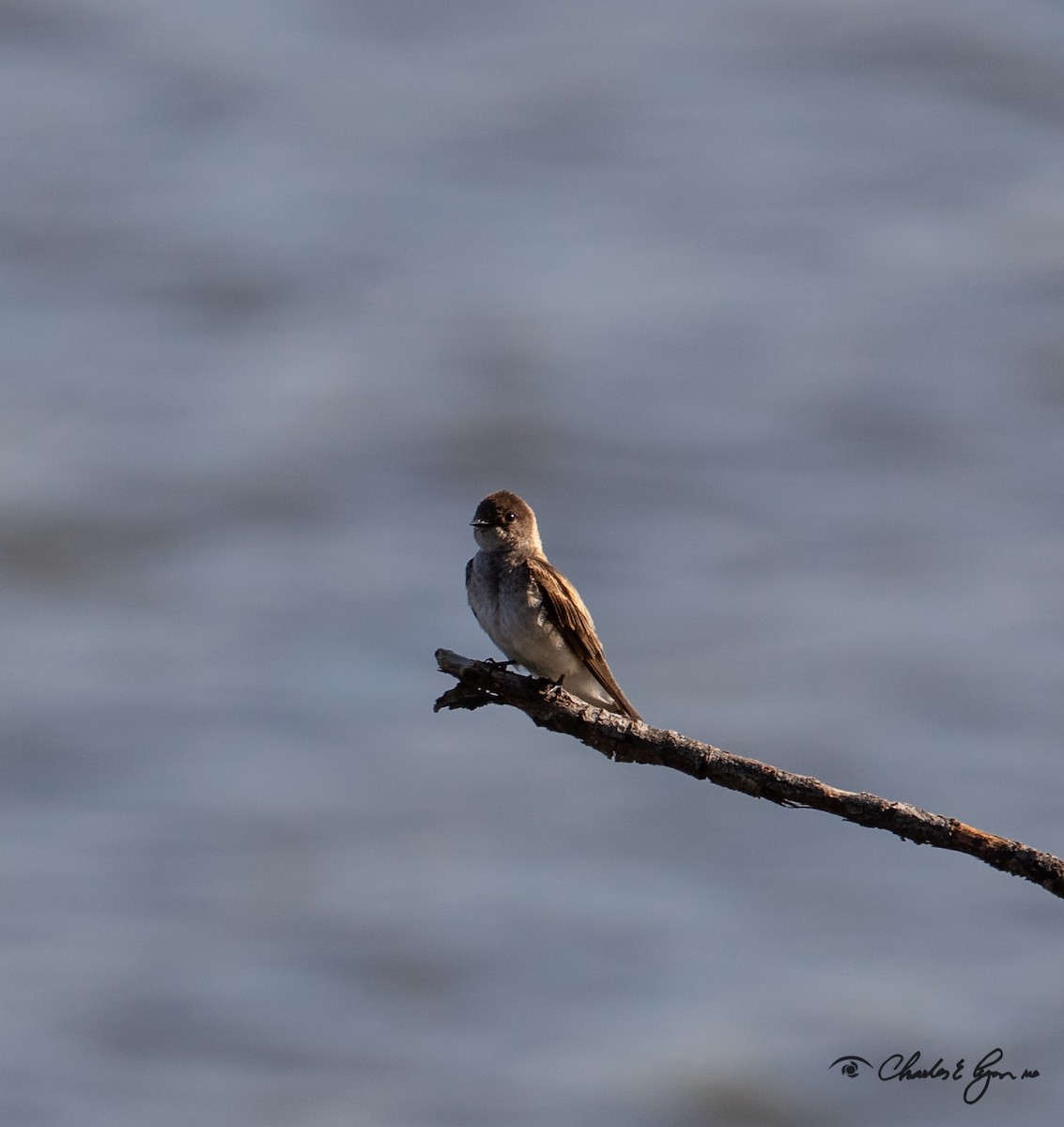 Golondrina Aserrada - ML150678171