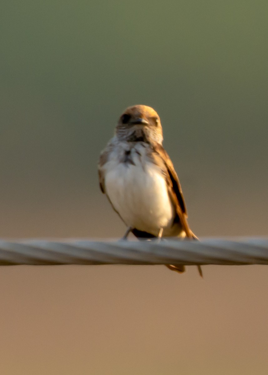 Streak-throated Swallow - ML150678211