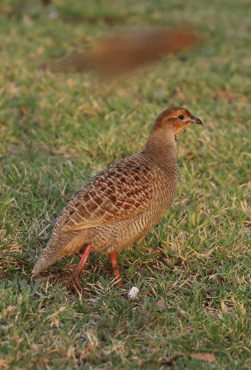 Gray Francolin - Howard Patterson