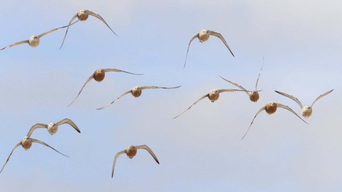 Red Knot - Sean Fitzgerald