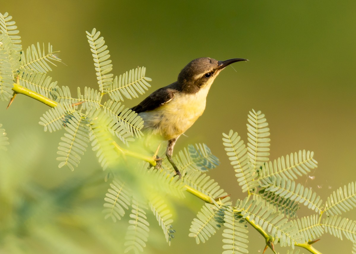 Purple Sunbird - ML150678771