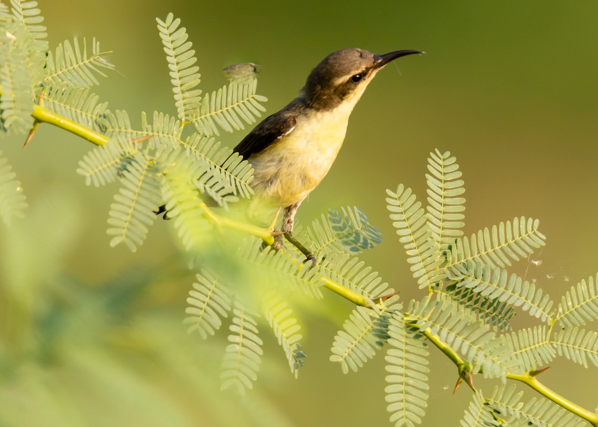 Purple Sunbird - ML150678781