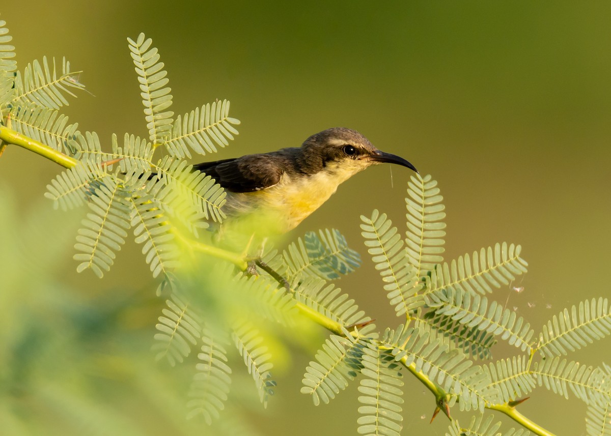 Purple Sunbird - ML150678791