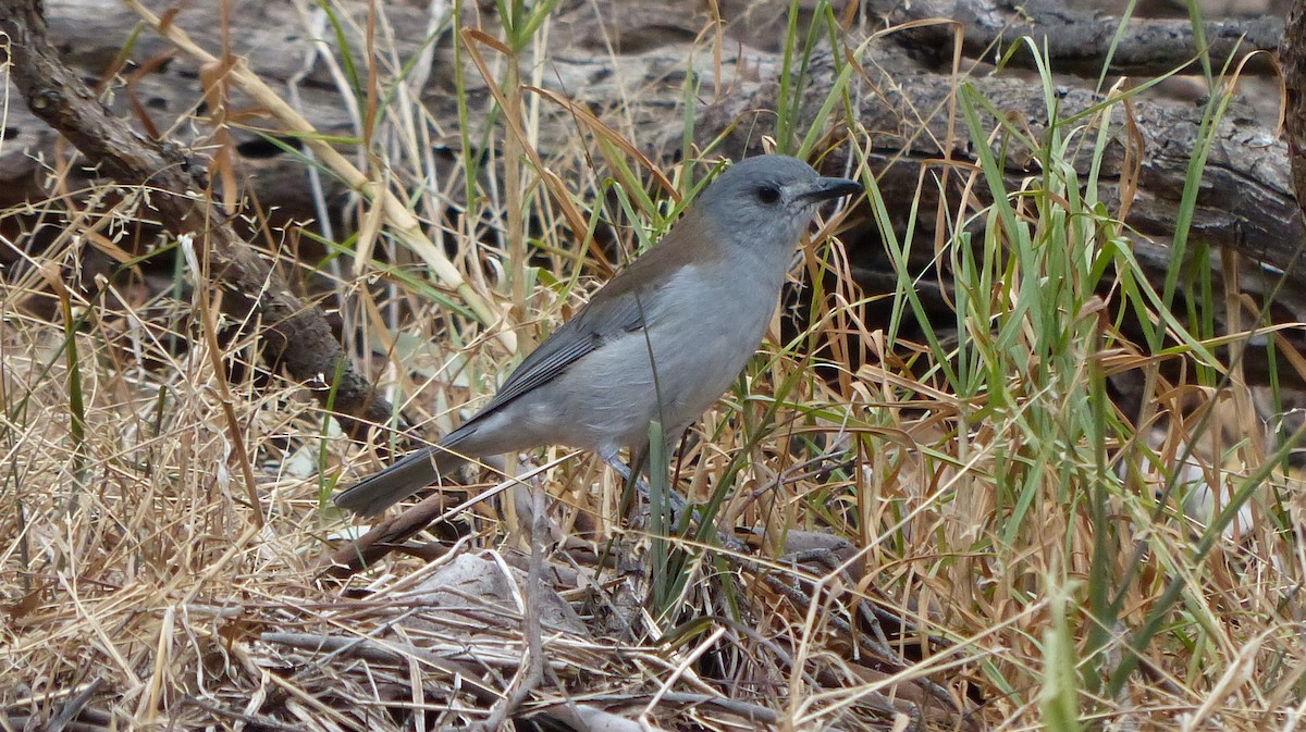 Gray Shrikethrush - ML150679491