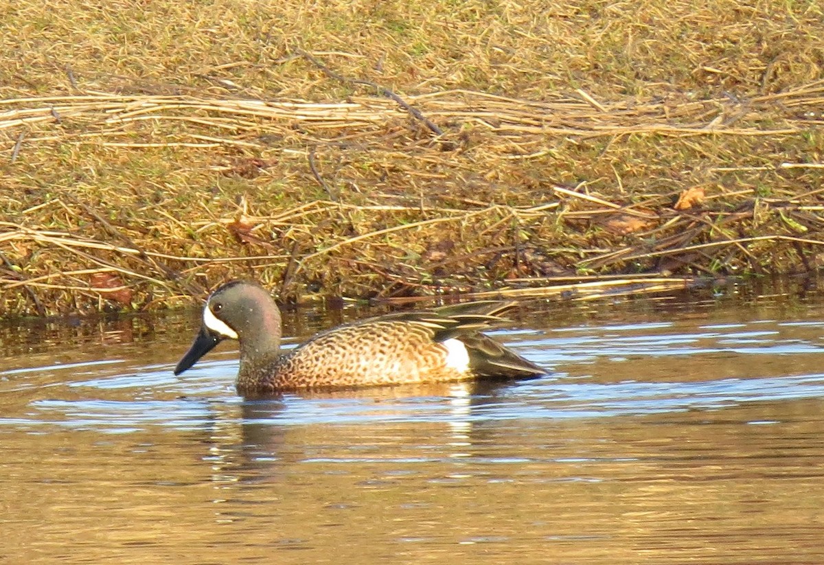 Blue-winged Teal - ML150680141