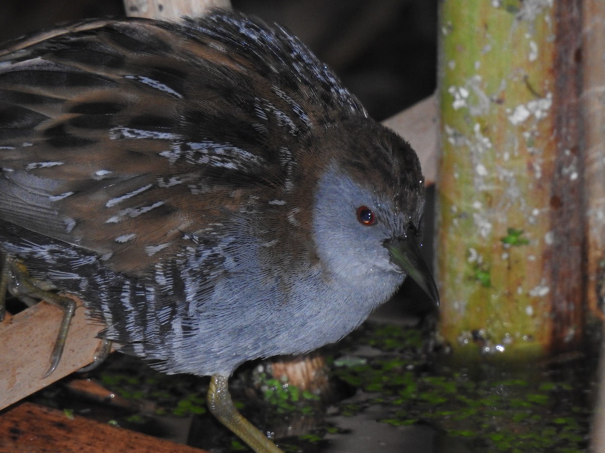 Baillon's Crake - ML150682771