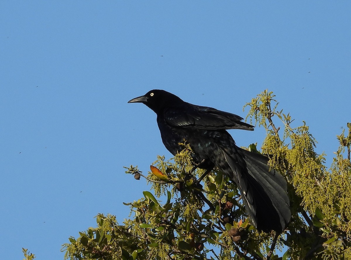 Great-tailed Grackle - ML150683711