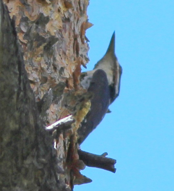 American Three-toed Woodpecker - Uday Sant