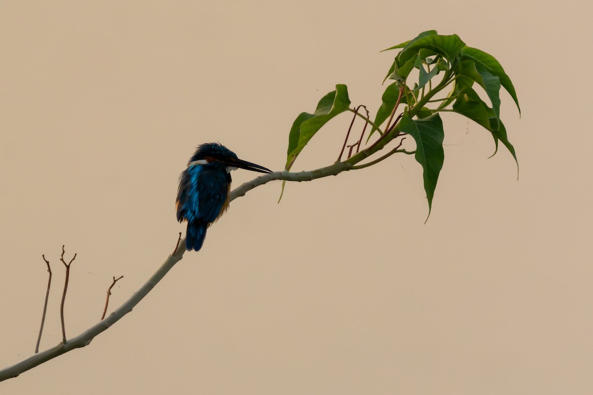 White-throated Kingfisher - ML150685871