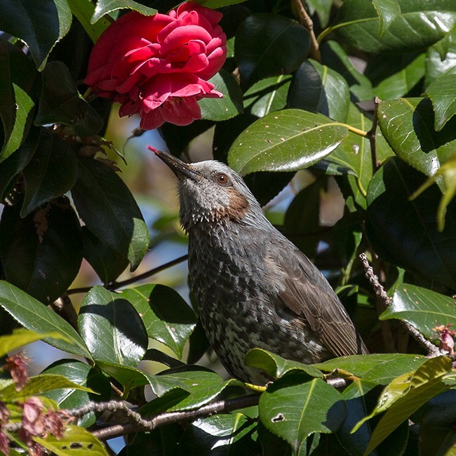 Brown-eared Bulbul - ML150686591