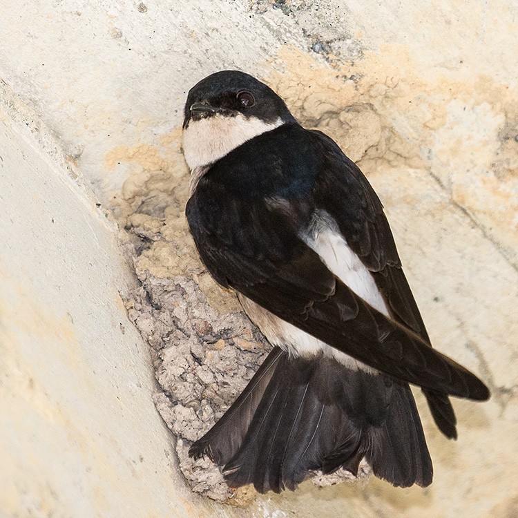 Asian House-Martin - ML150686701