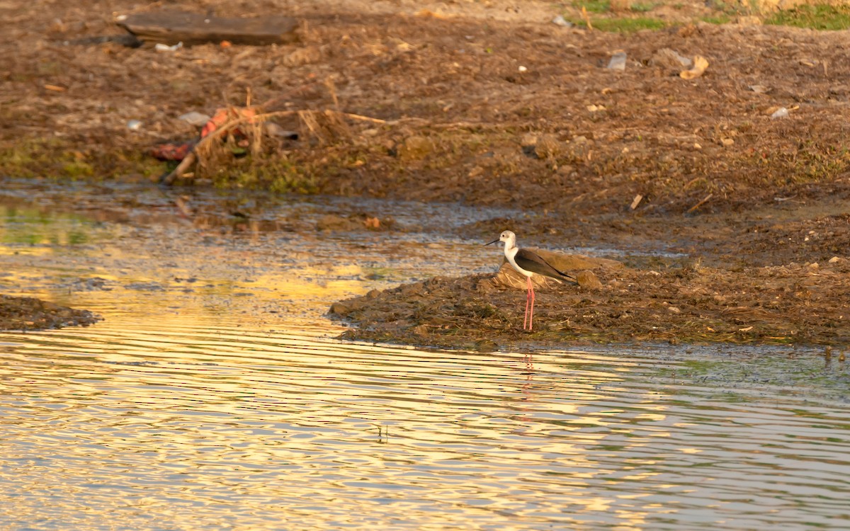 Black-winged Stilt - ML150686731