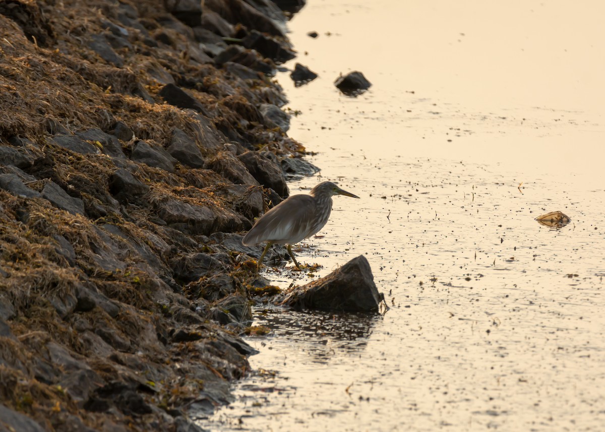 Indian Pond-Heron - ML150687181