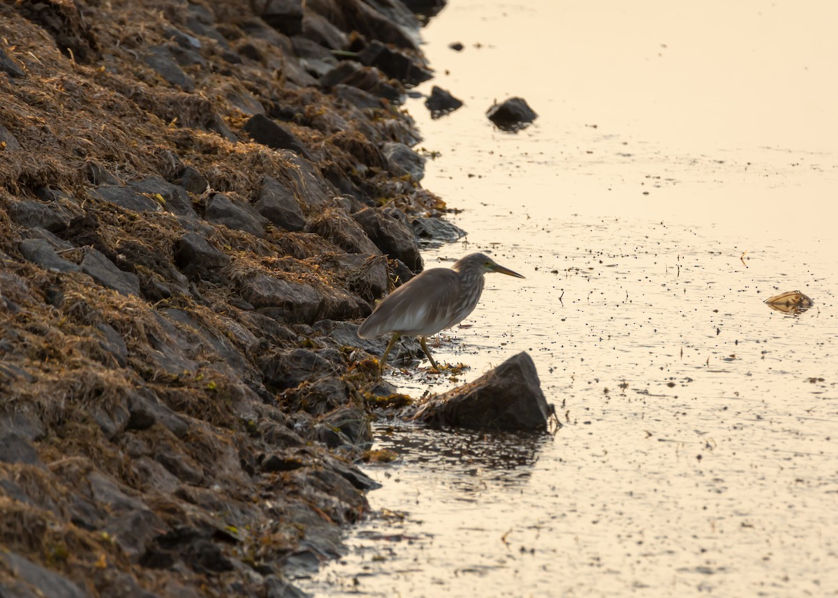 Indian Pond-Heron - ML150687211