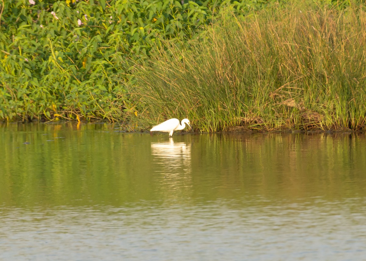 Little Egret - Ramesh Desai