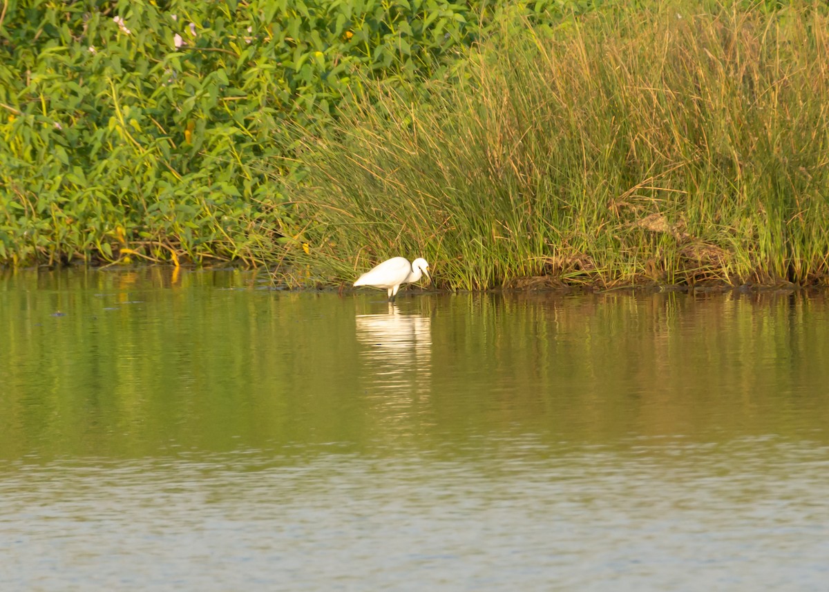 Little Egret - ML150687811