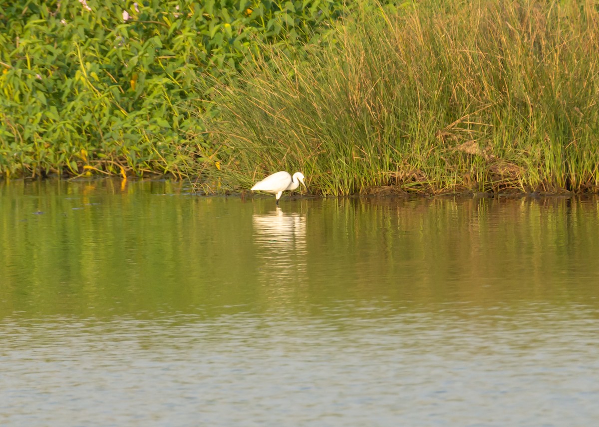 Little Egret - ML150687821