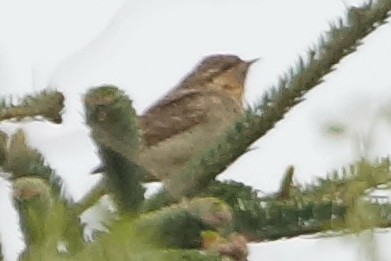 Eurasian Wryneck - Heiko Heerklotz