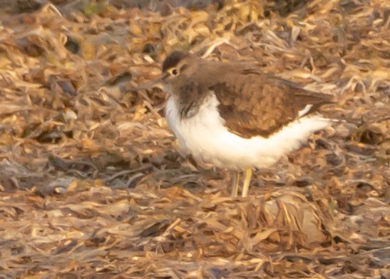 Common Sandpiper - ML150688461