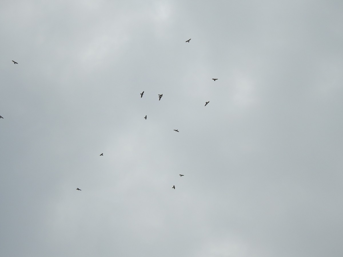 Gray-faced Buzzard - Anonymous