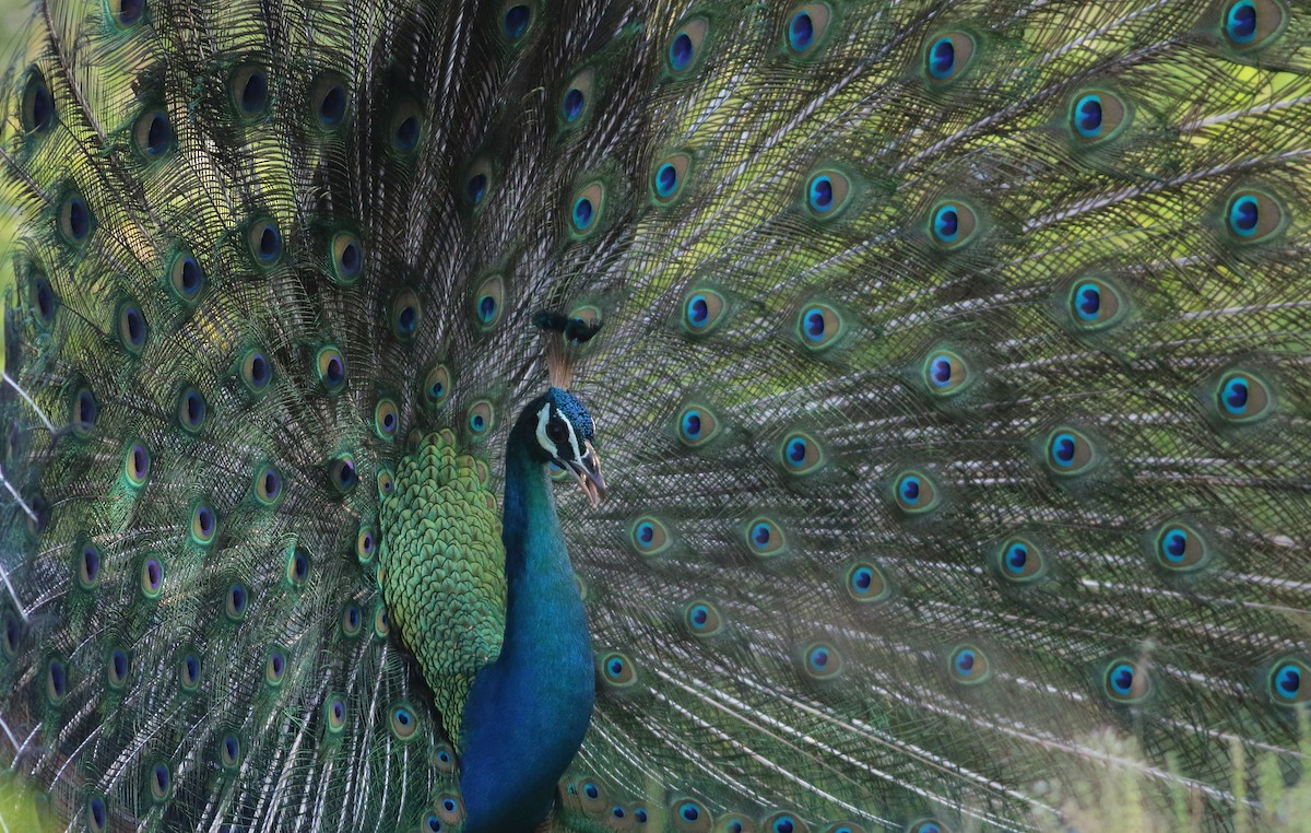 Indian Peafowl - Vicki Stokes