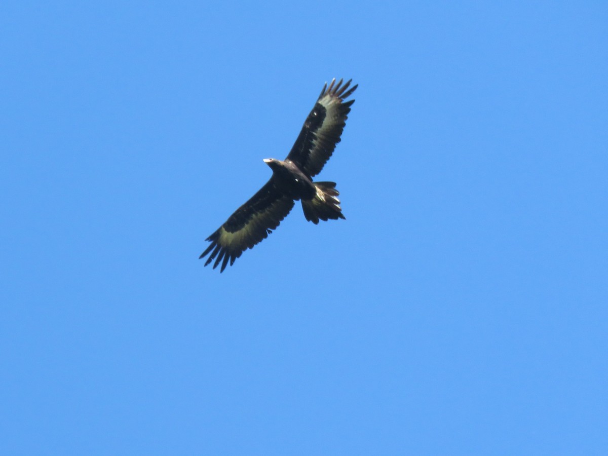 Wedge-tailed Eagle - ML150689881
