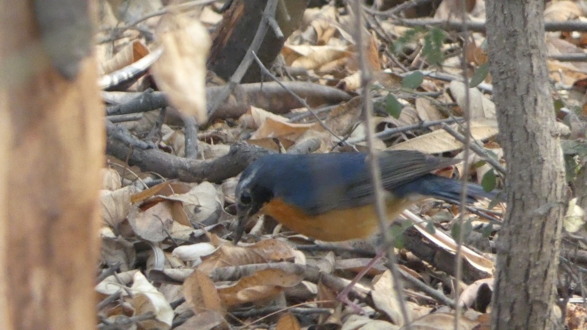 Indian Blue Robin - ML150690311