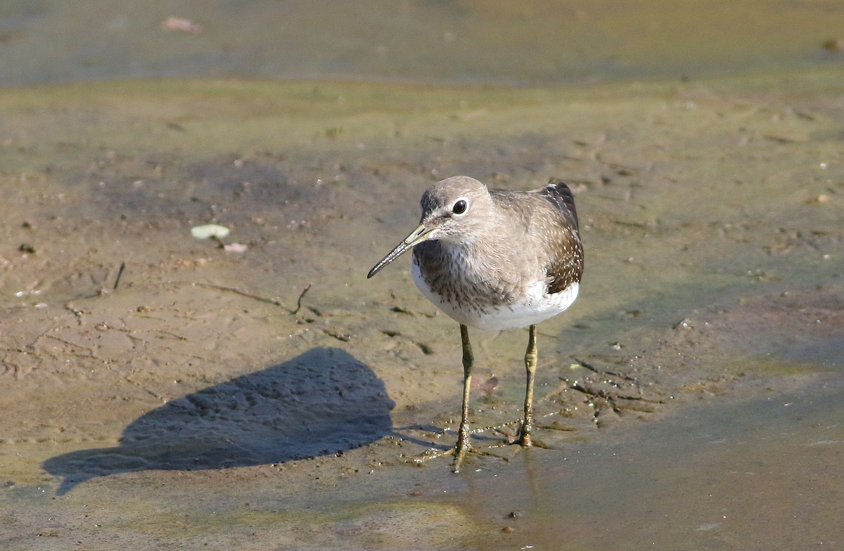 Green Sandpiper - Vicki Stokes