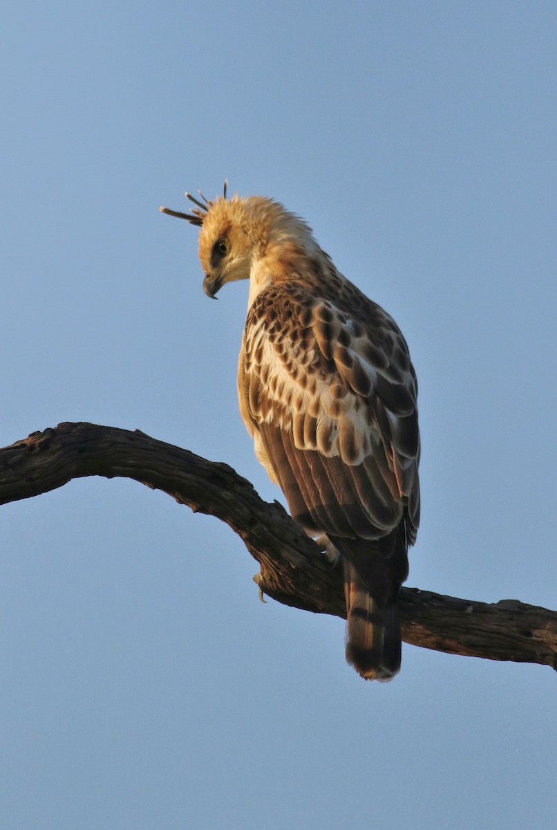 Изменчивый хохлатый орёл (cirrhatus/ceylanensis) - ML150690541