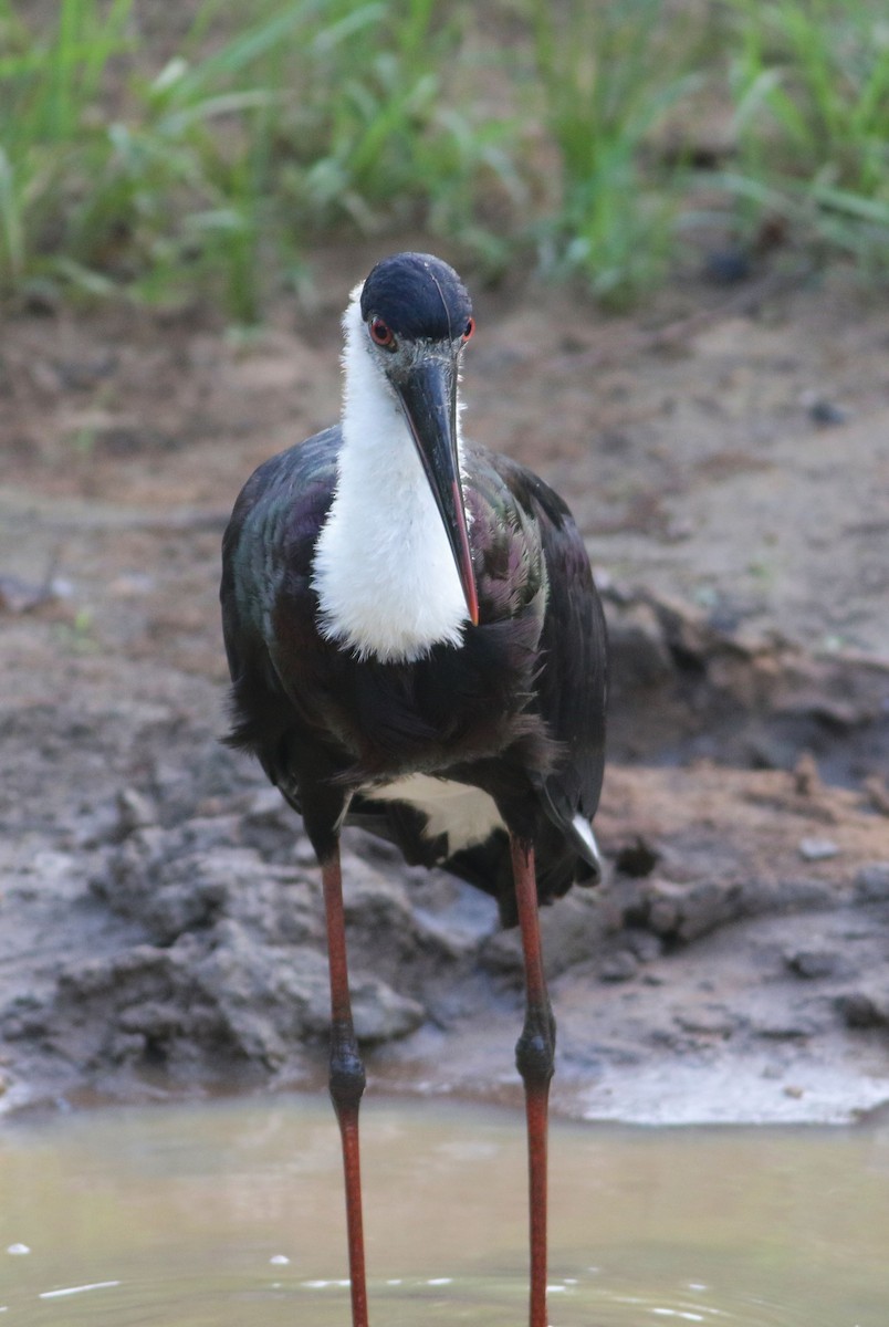 Asian Woolly-necked Stork - Vicki Stokes