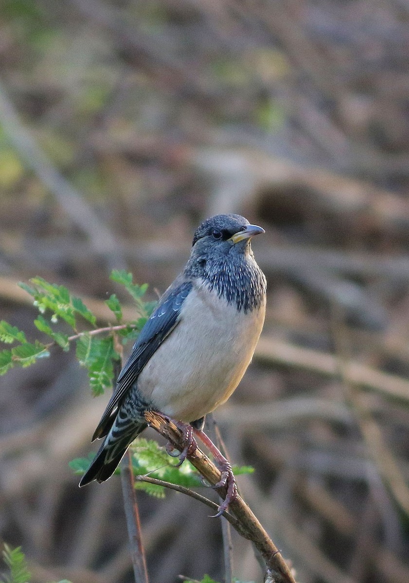 Rosy Starling - ML150690861