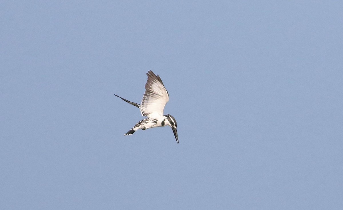 Pied Kingfisher - ML150691181