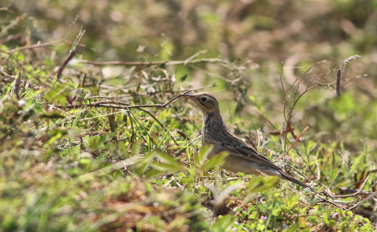 Paddyfield Pipit - ML150691461