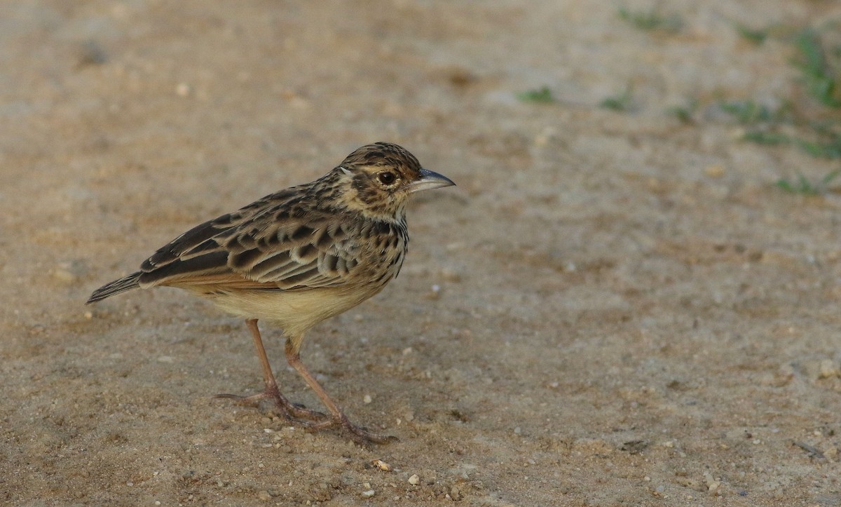 Jerdon's Bushlark - ML150691691