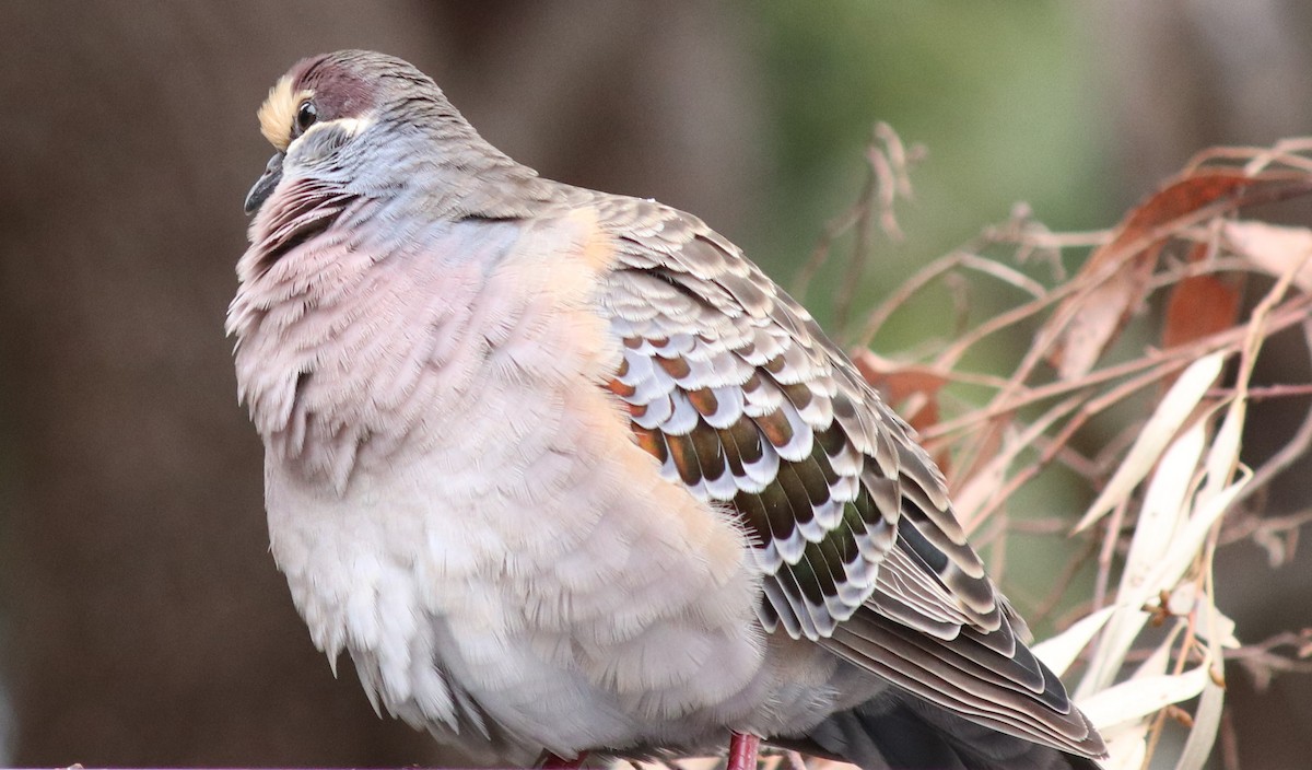 Common Bronzewing - Michelle Evans