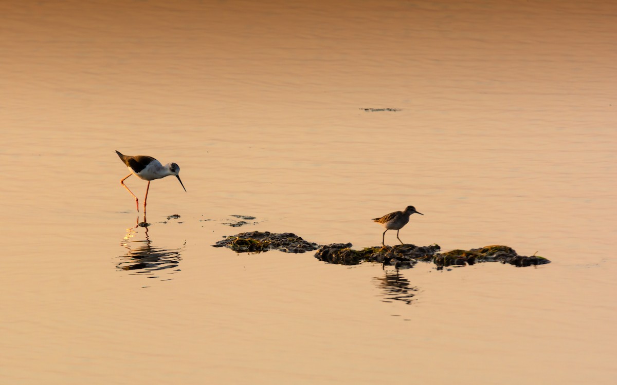 Black-winged Stilt - ML150692111