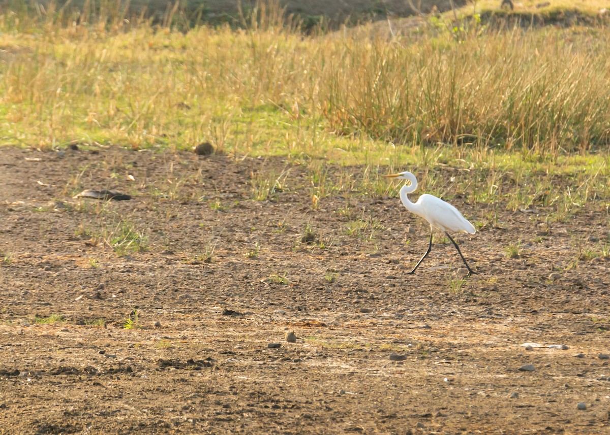 Great Egret - ML150693001