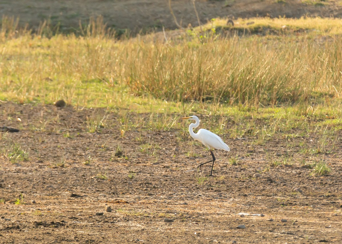 Great Egret - ML150693011