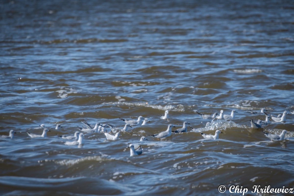 Mouette de Bonaparte - ML150693221