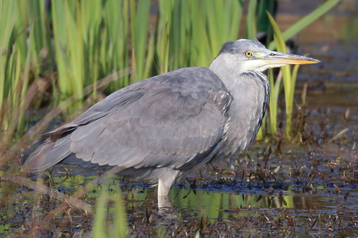 Gray Heron - ML150695891