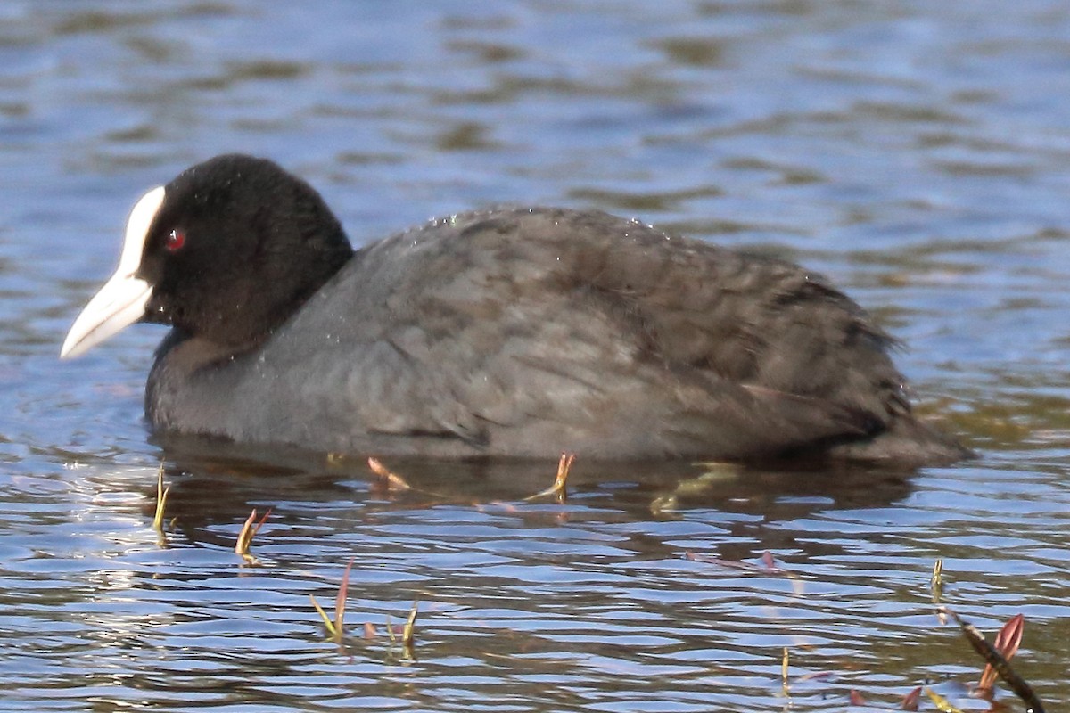 Eurasian Coot - ML150695901