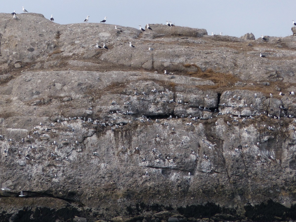 Black-legged Kittiwake - ML150696411