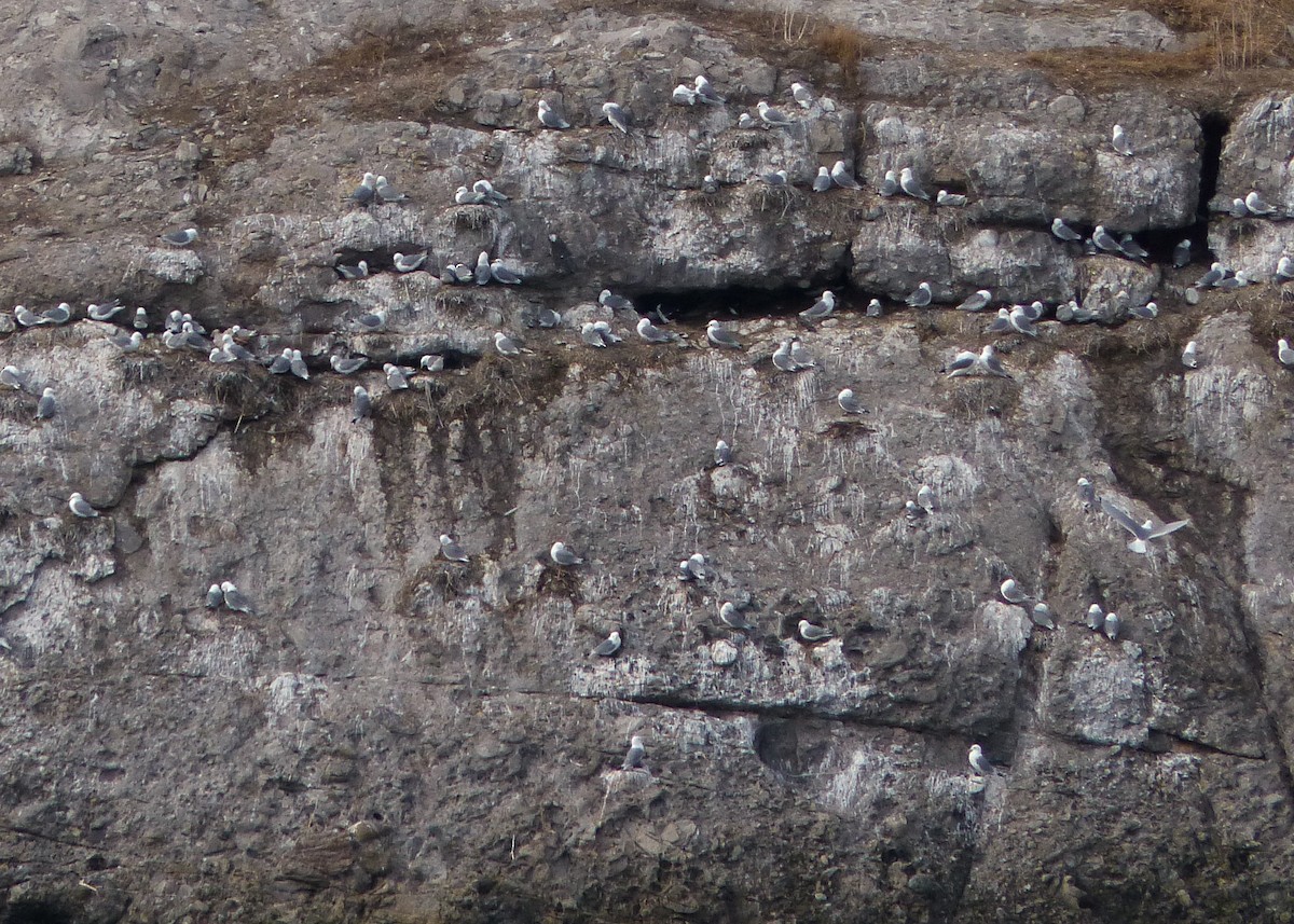 Black-legged Kittiwake - ML150696461