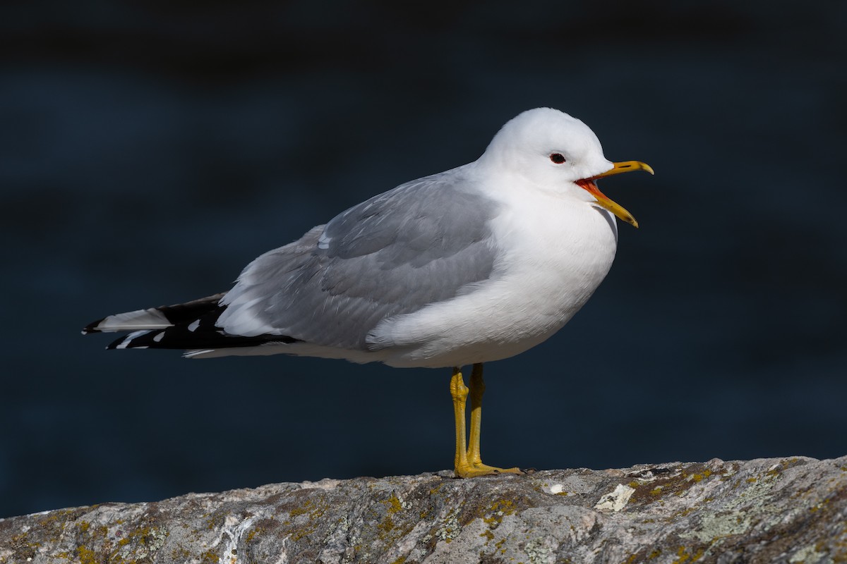 Common Gull - ML150698191