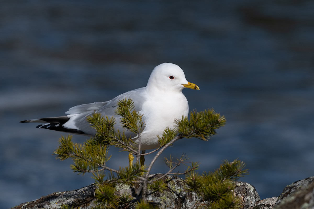 Common Gull - ML150698211