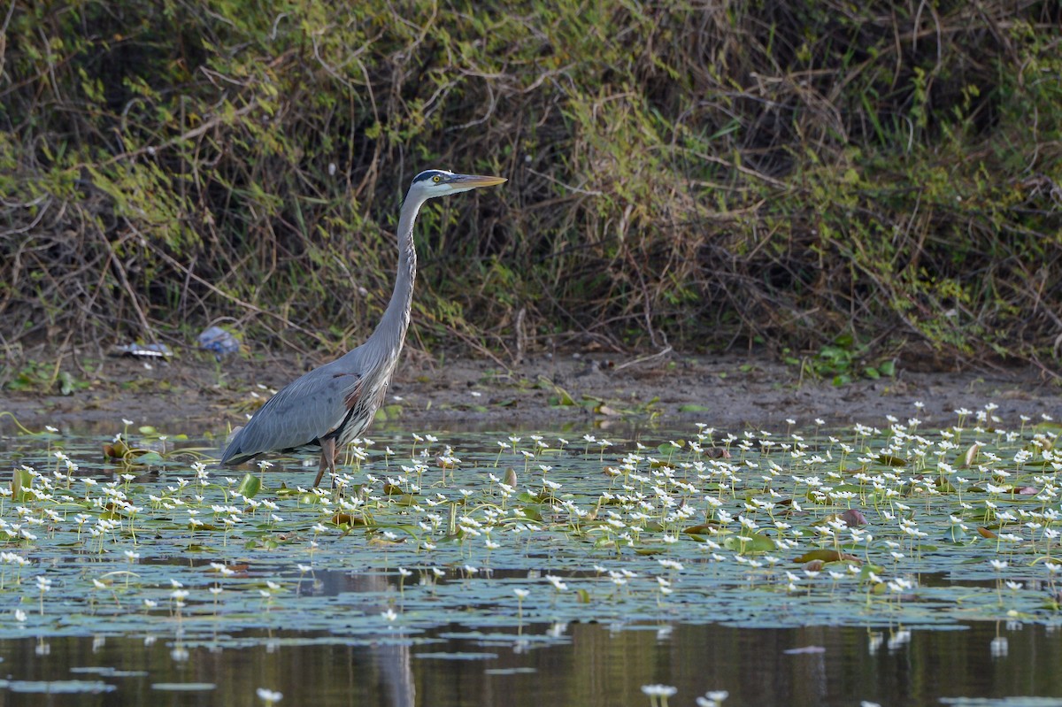 Great Blue Heron - ML150700721